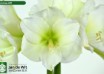 hippeastrum Christmas Gift (2)